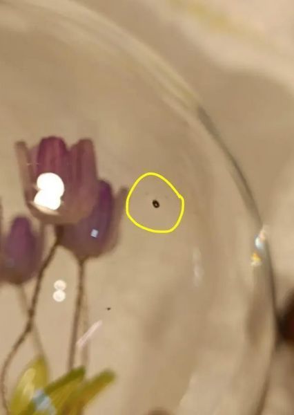 Букет з 13 блакитних тюльпанів у скляній колбі з LED підсвіткою та подарунковим пакетом P13015C фото